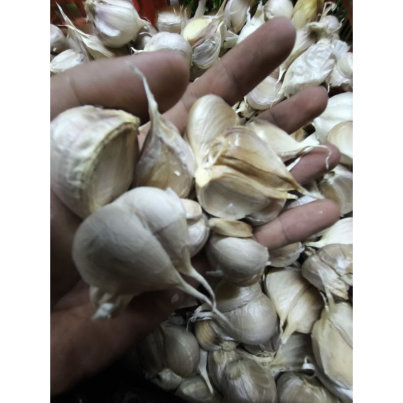 

bawang putih kating pecah