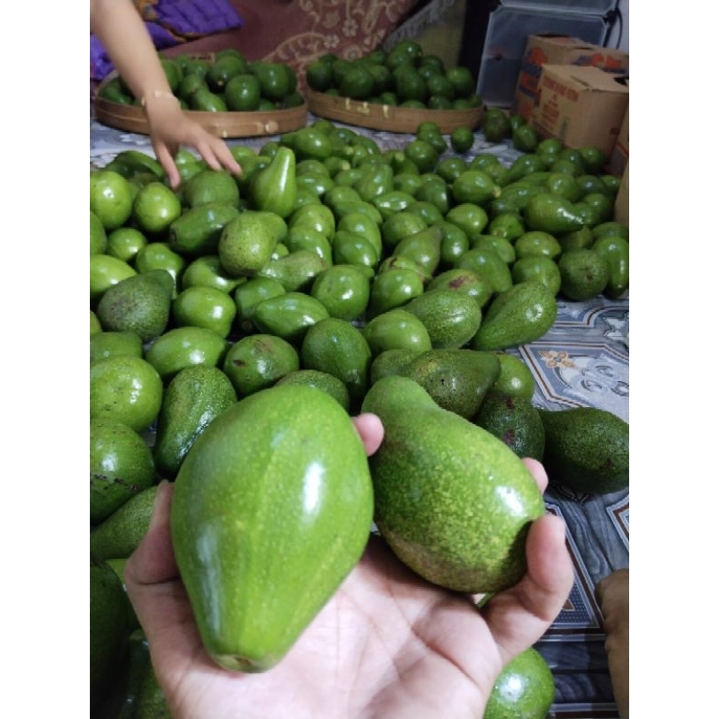 

alpukat mentega gunung kelud