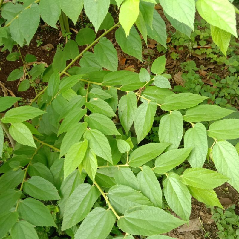 

daun kersen segar atau daun talok 100 gr order baru petik
