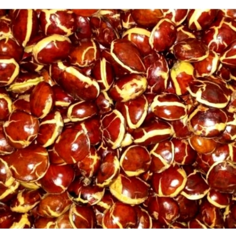 

Jengkol Tua Fres 1kg Jengi Tua Pres Full Sortirr