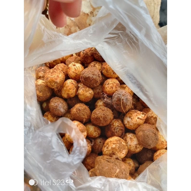 

KACANG KAPRI MENTAH