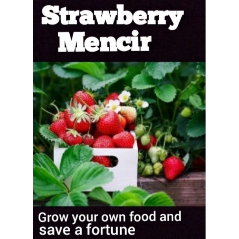 Benih Strawberry Mencir Dataran Rendah Bibit Buah Stroberi Jumbo Manis