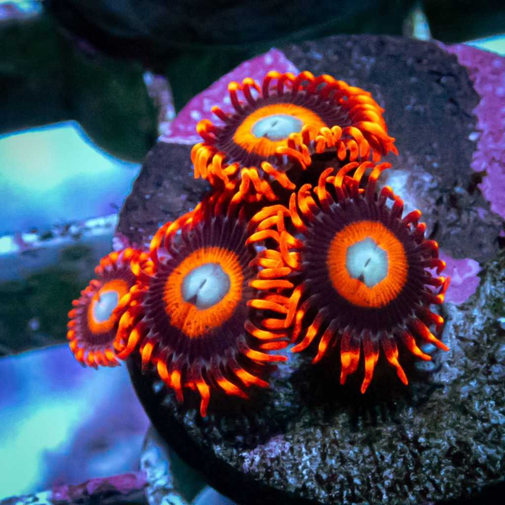 Zoanthid Tequila Sunrise Frag Zoa