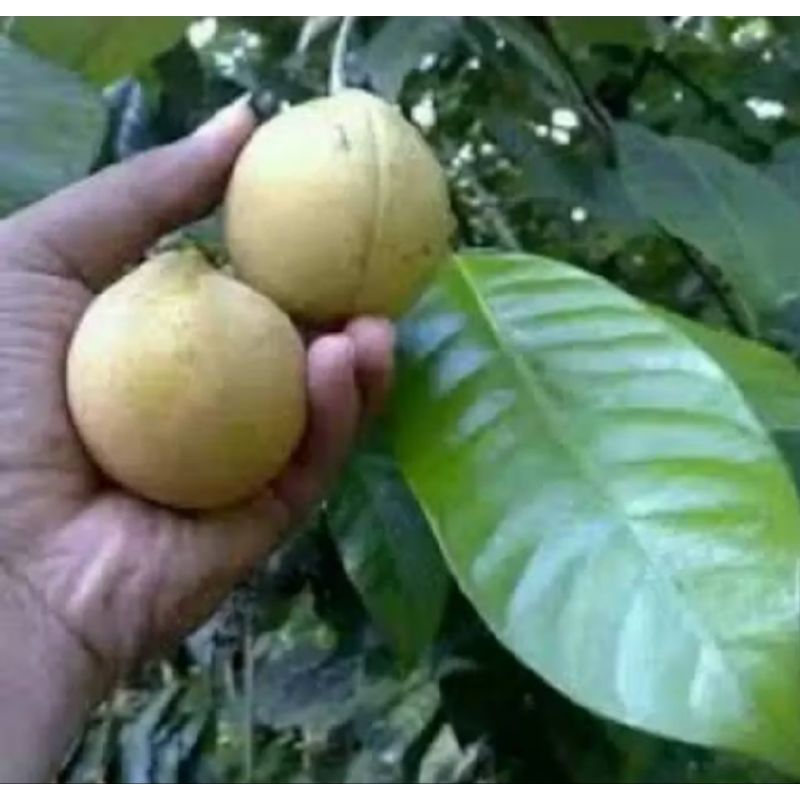 

buah pala muda utuh 1 kg