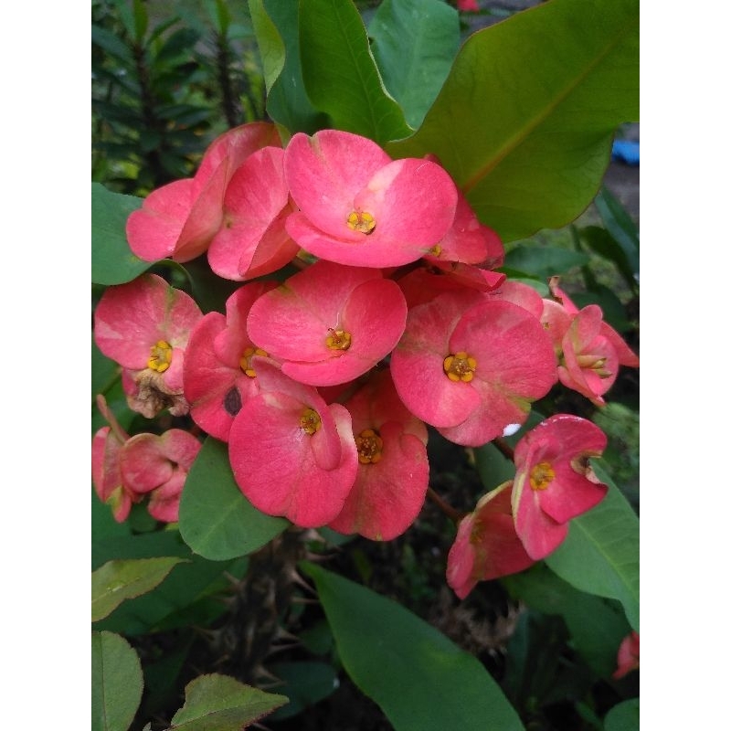 euphorbia pink berbunga (tanaman duri berbunga yg bergetah)