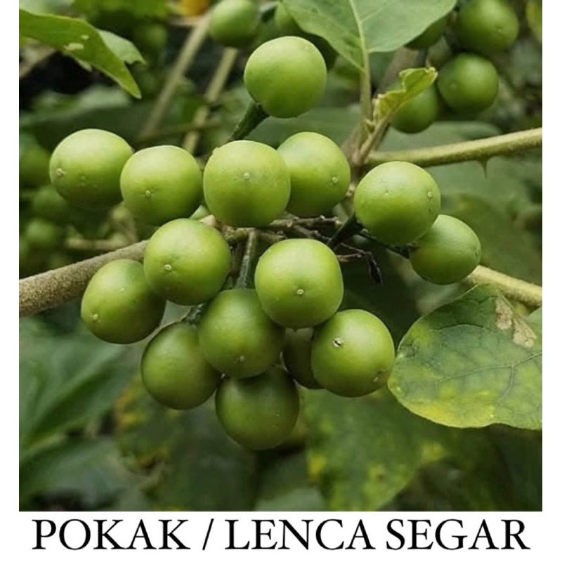 

Pokak Segar