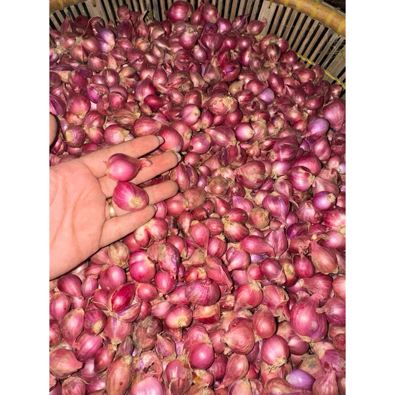 

Bawang merah/ bawang habang per 1kg
