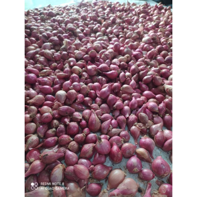 

Bawang Merah Berkualitas Nganjuk