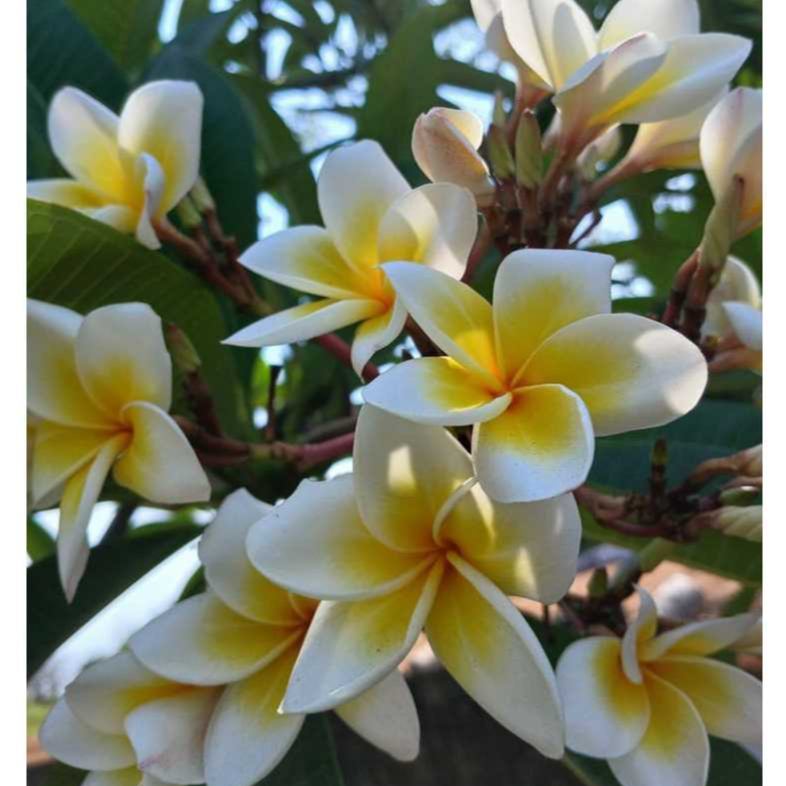 BIBIT BUNGA KAMBOJA BALI PUTIH KUNING CERAH / BUNGA KAMBOJA PLUMERIA SUPER