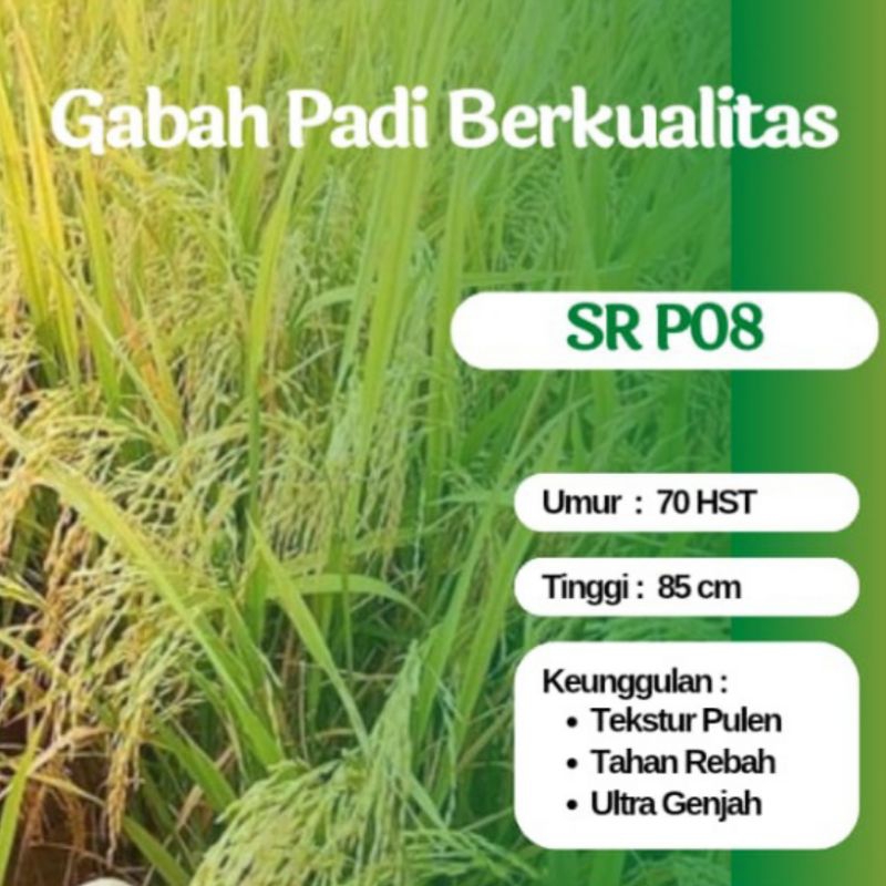 Benih Padi Genjah SR P08 75 Hari Panen Gabah Berkualitas