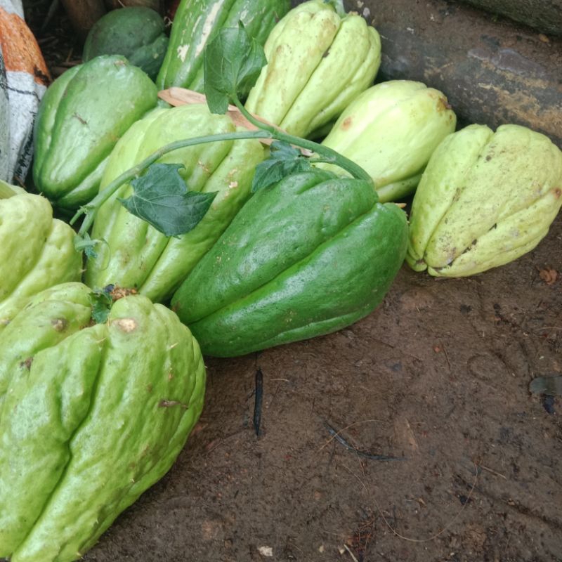 

bibit labu jumbo murah 1 pcs