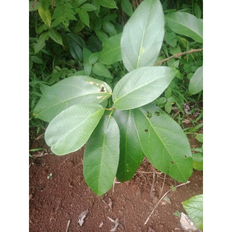 

daun cincau hijau