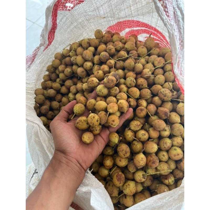 

buah kesambi kosambi