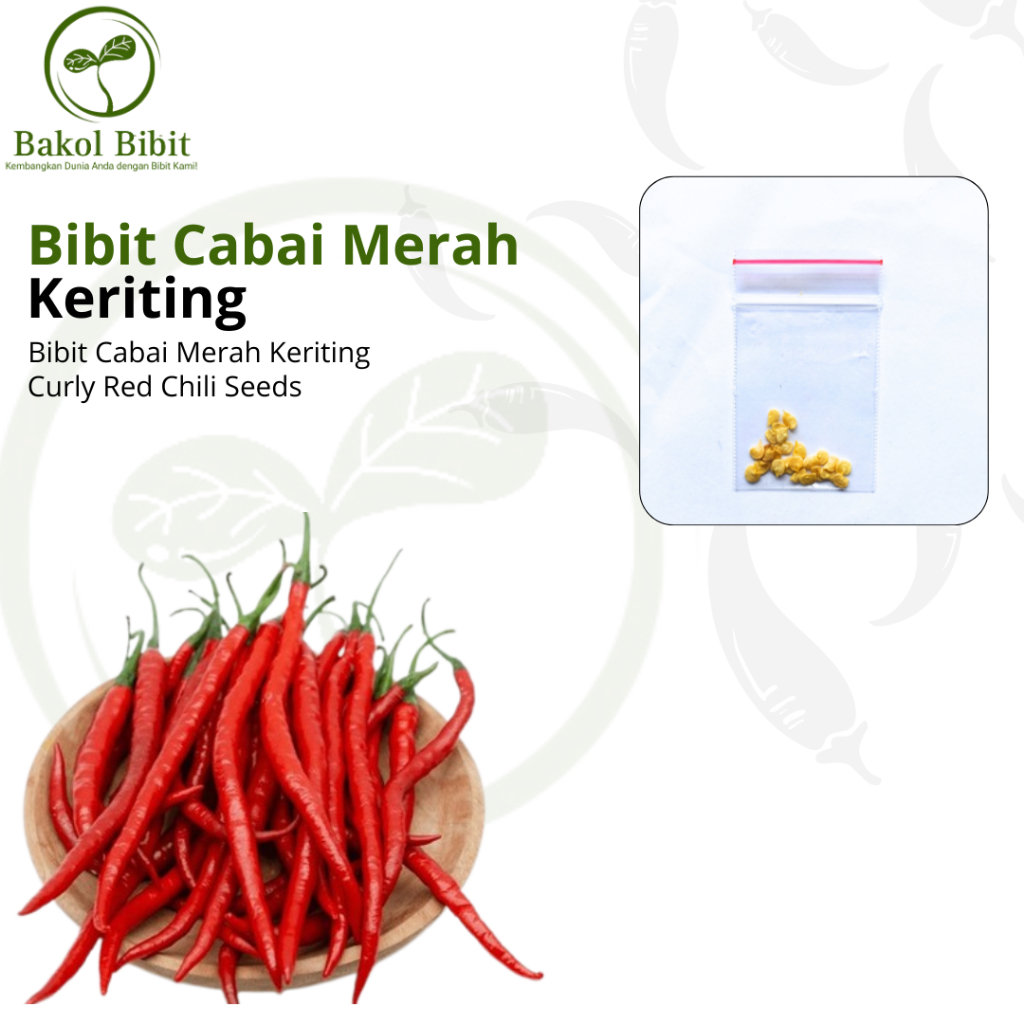 

BAKOL BIBIT-Aneka Bibit Cabai Merah Keriting Cabai Sambal Cabai Konsumsi