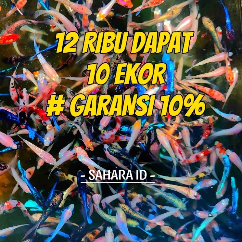 CUPANG 10RIBU ISI 10 EKOR CELLO | FANCY | BESGEL | MULTI | HM | CT | RKC | RGG