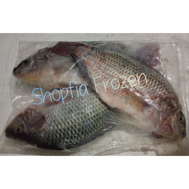 

Ikan NILA