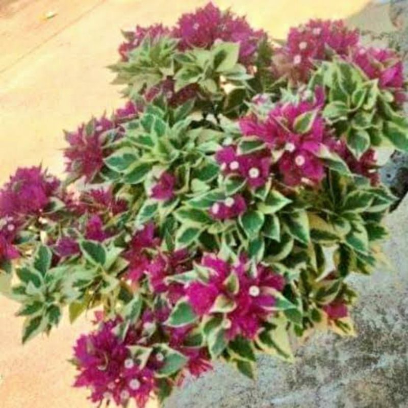 Bougenville Singapore fariegata merah