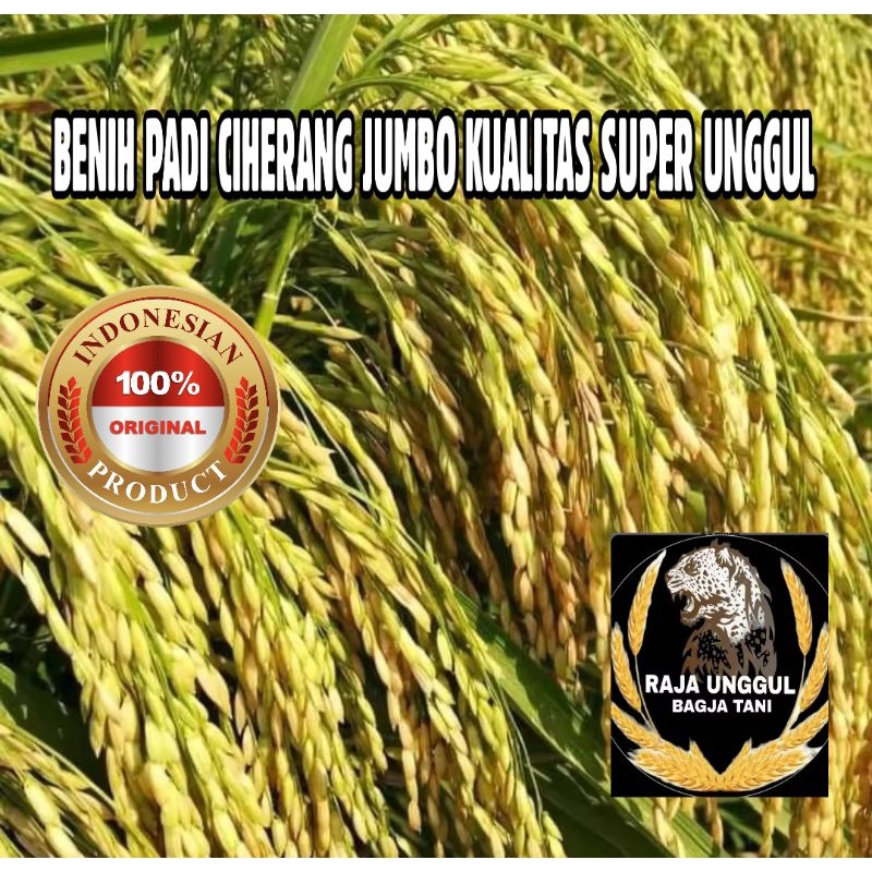 BIBIT 5 KG SUPER BENIH PADI CIHERANG JUMBO KUALITAS SUPER UNGGUL KEMASAN
