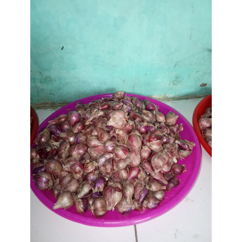 

bawang merah super