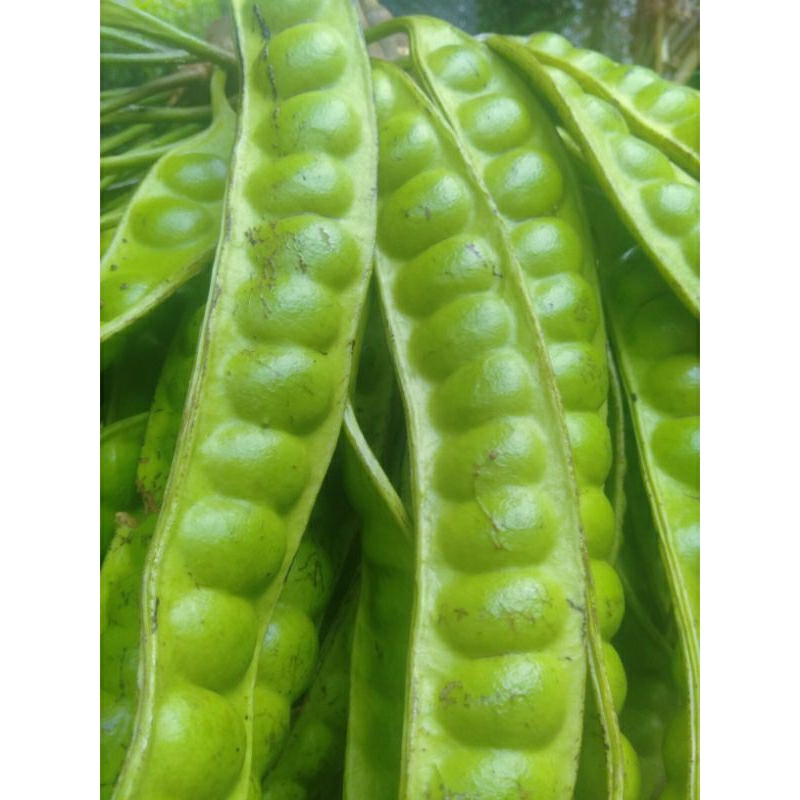 

PETE/PETAI PADI 10 PAPAN LONJOR TUA SUPER PILIHAN KUALITAS TERBAIK