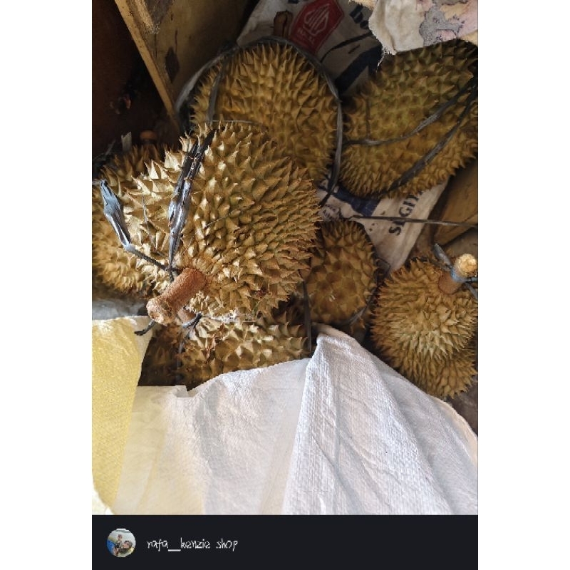 

durianmontong random