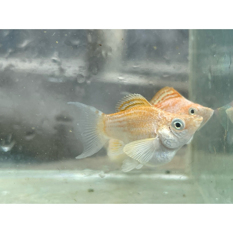 molly merpati balon lyretail