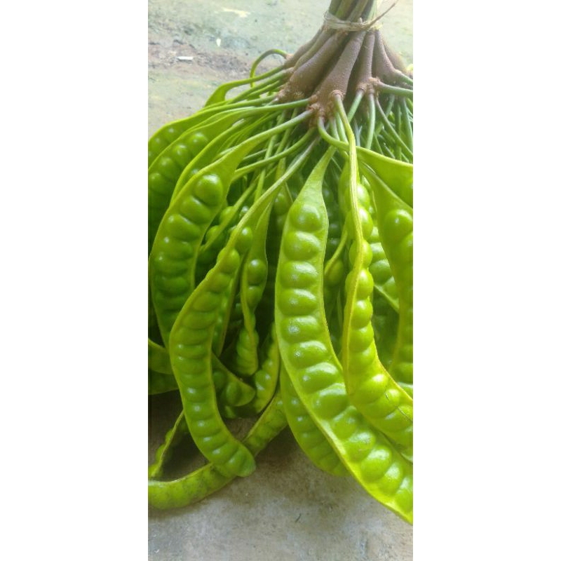 

PETE/PETAI PADI PENDEK ISI 40 PAPAN LONJOR TUA SUPER
