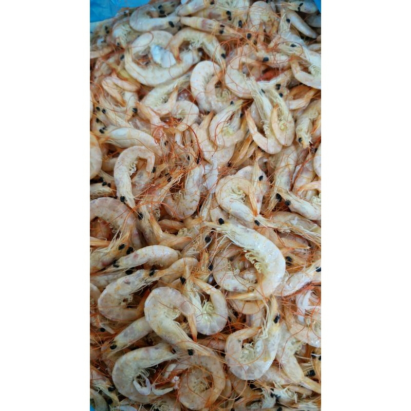 

Udang Kering Manis Medan 250 gr Rp. 37.000