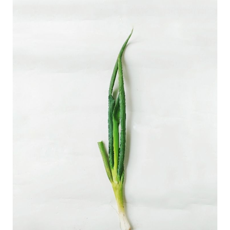 

bawang daun segar sayur fresh