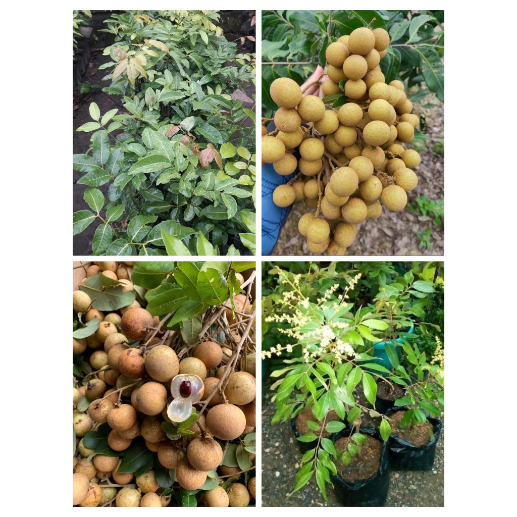 Bibit Buah Kelengkeng Itoh Seedling