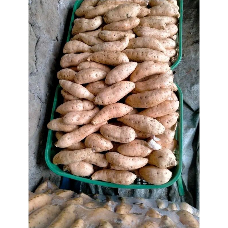 

Ubi madu super to 2 kg ubi madu wonogiri ubi spek oven to lumer