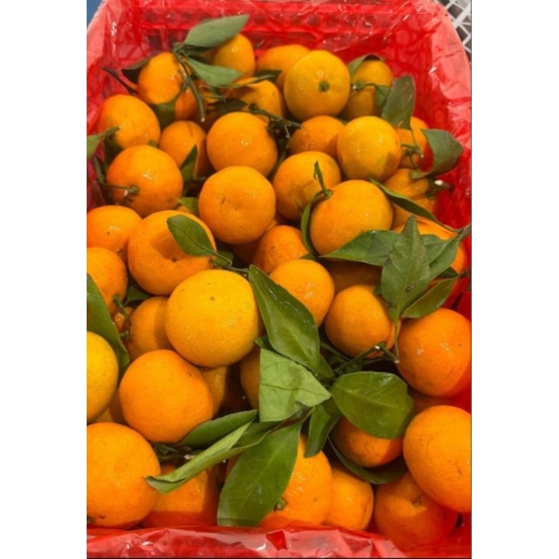 

jeruk santang birma tanapa biji