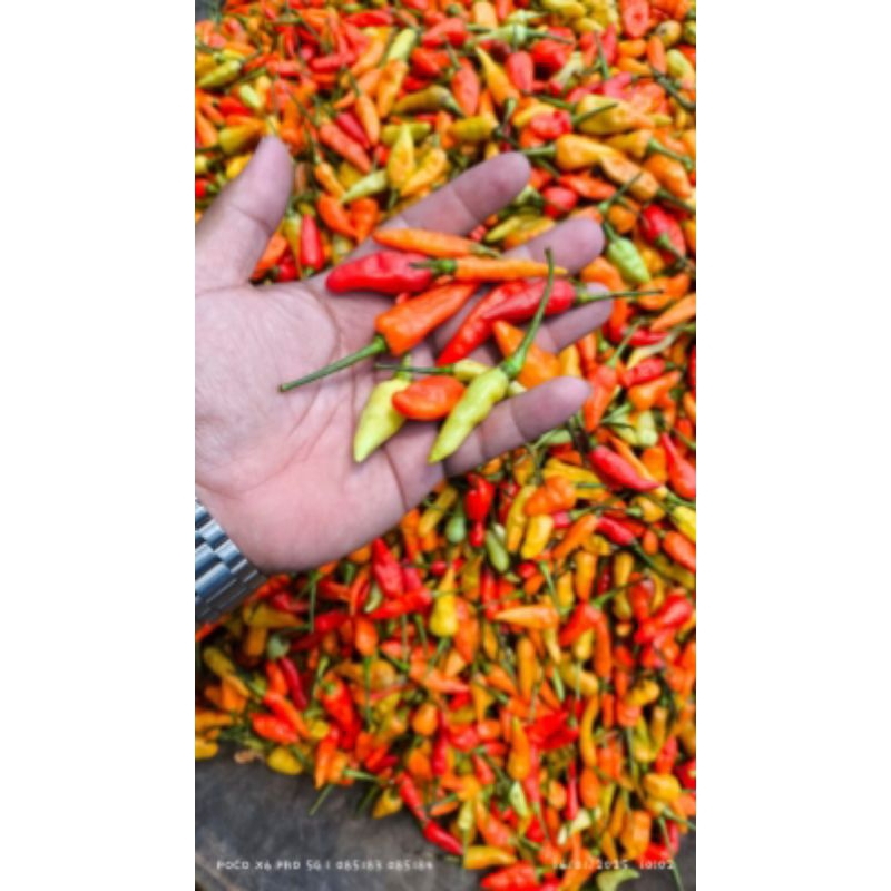 

Cabai Rawit Merah Biasa Fresh 1KG