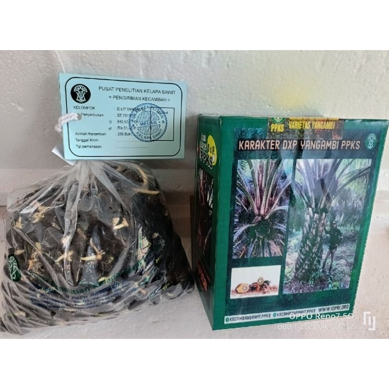 50 butir benih bibit sawit DxP PPKS YANGAMBI original