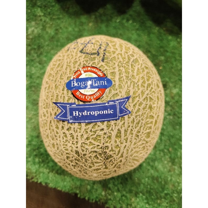

boga tani melom hydroponic 1buah berat sekitar 1.2kg - 1.4kg