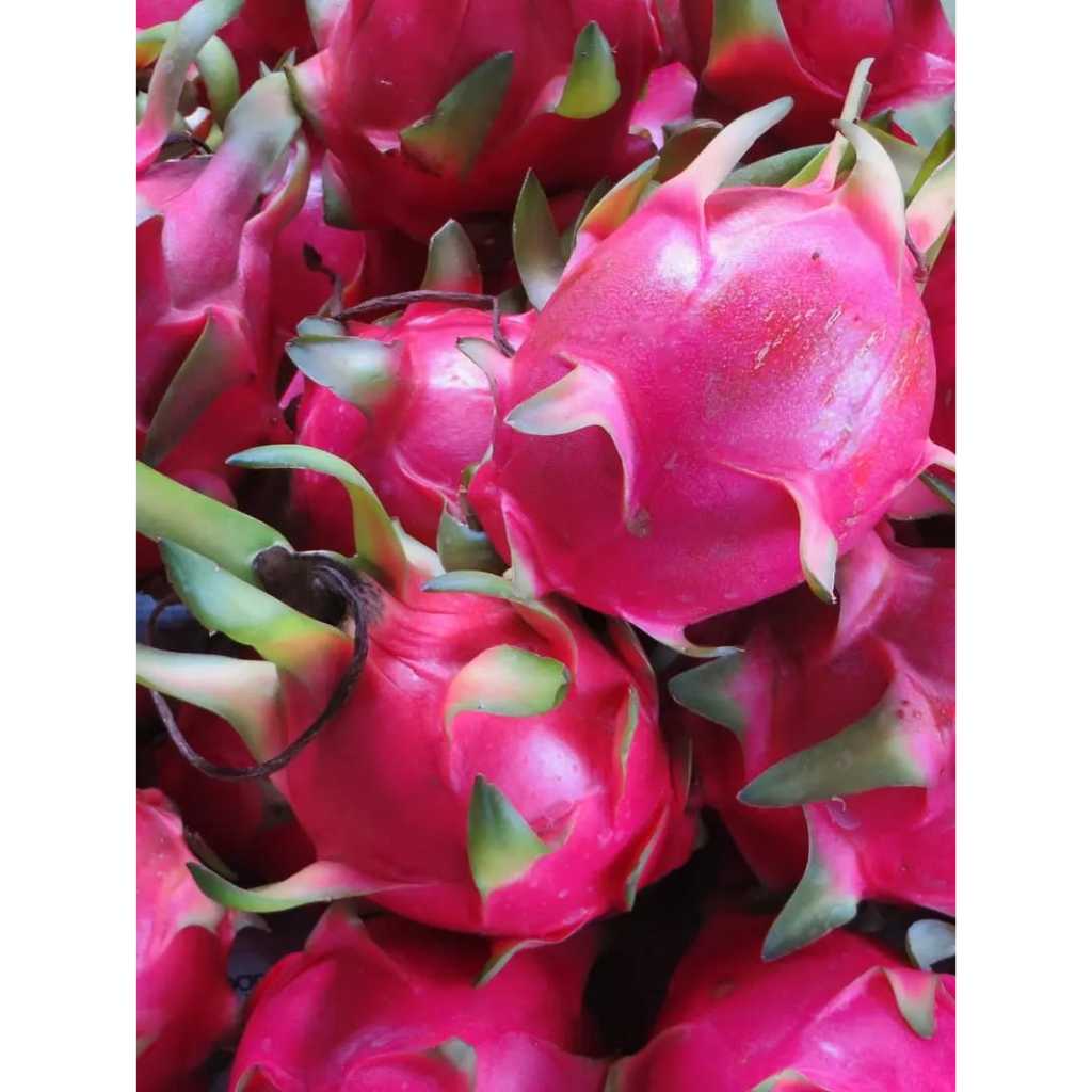 

BUAH NAGA Merah | Buah Fresh Sehat Segar