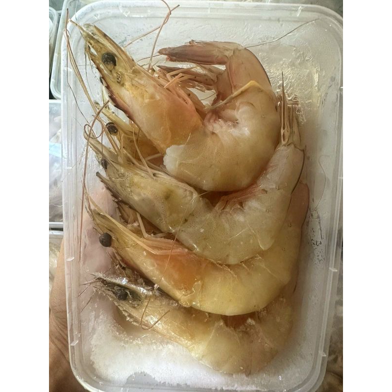 

Udang white jumbo ±300gr