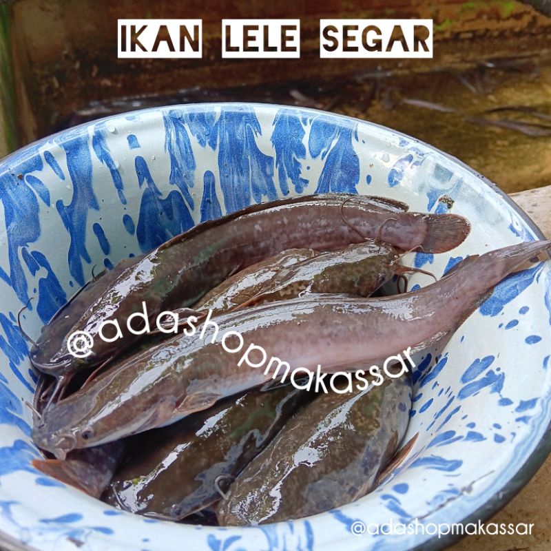 Ikan Lele Segar / Ikan Lele Fresh / Ikan Lele Perkilo