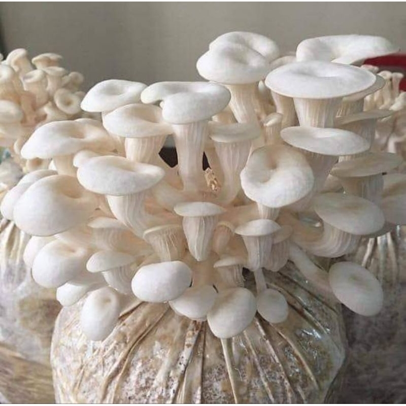 

bibit sayuran jamur tiram bisa berbuah 5x