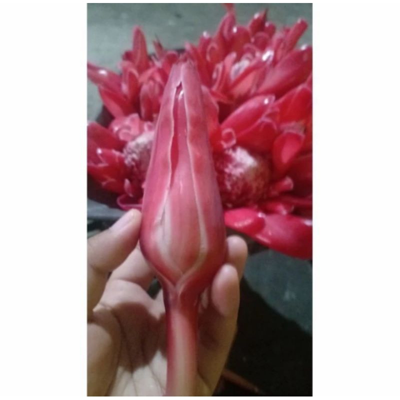 

BUNGA KECOMBRANG MERAH BUNGA HONJE LAKA BUNGA KUNCUP MERAH PER PCS