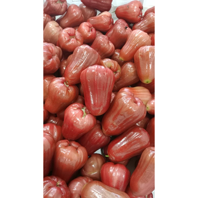 

Jambu Madu Air perkilo- Sabuga Market