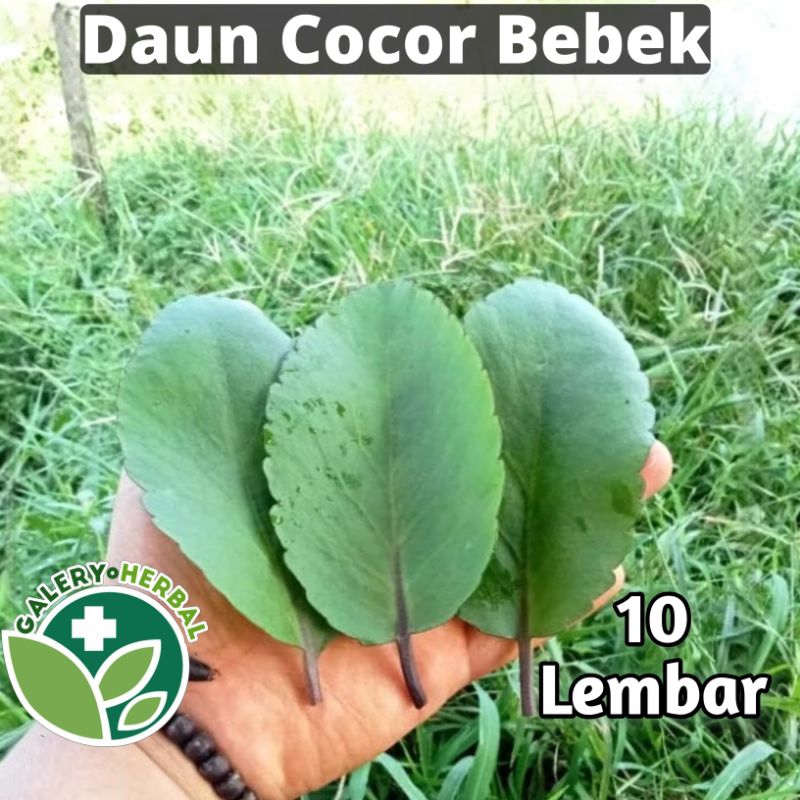 

Daun Cocor Bebek Fresh 10 Lembar / Daun Buntiris Sosor Bebek Obat Herbal