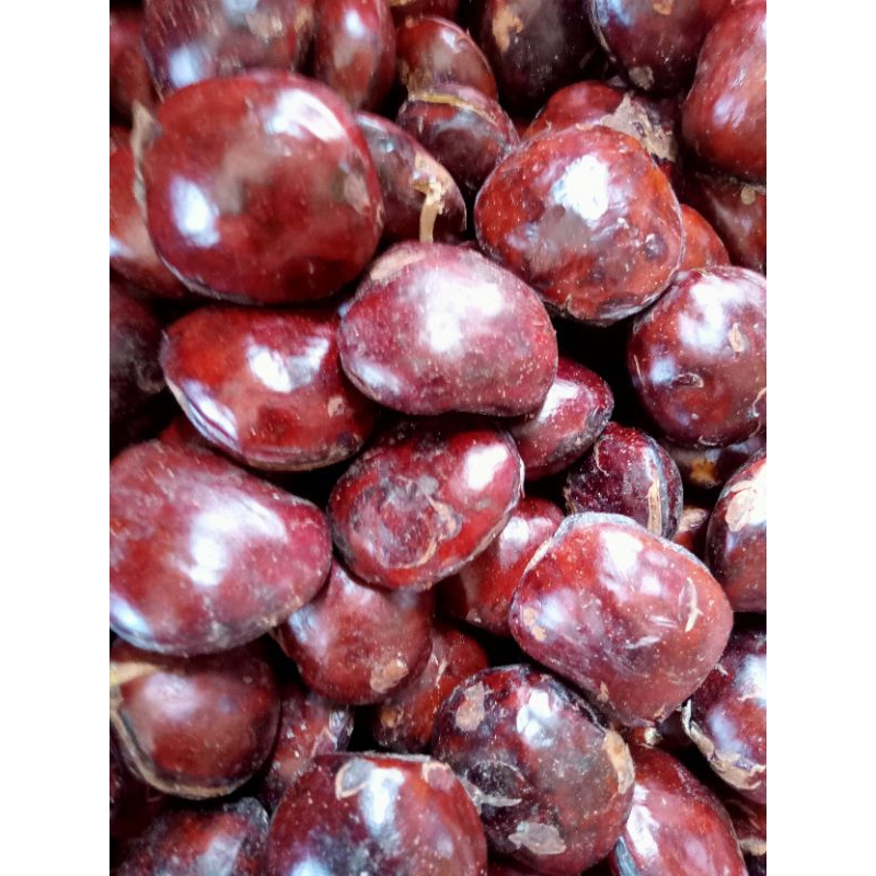 

JENGKOL TUA SUPER RP 33.000 / KG