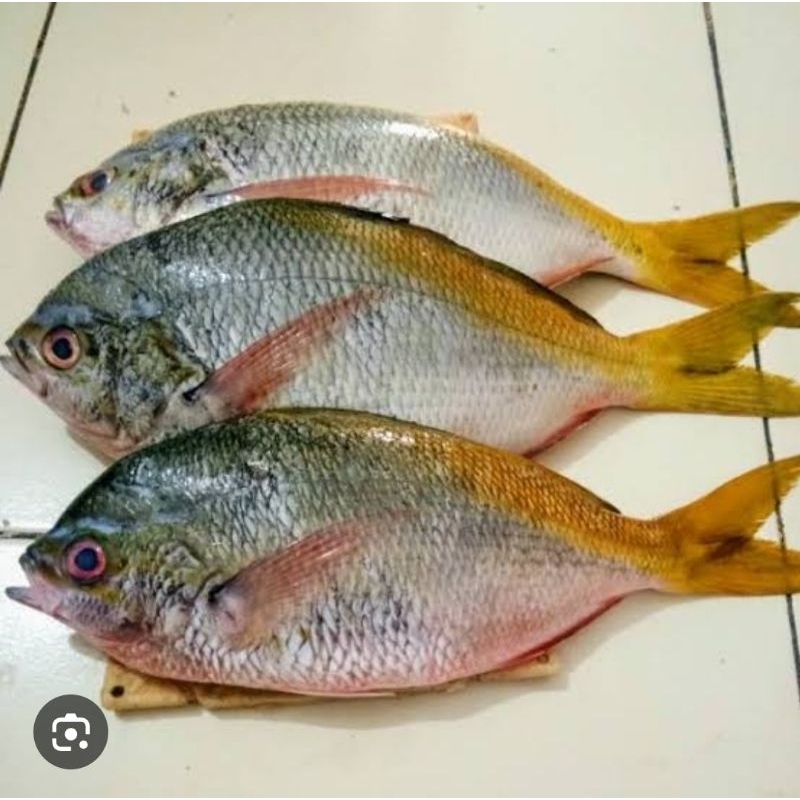 

Ikan Ekor kuning 500 gram.