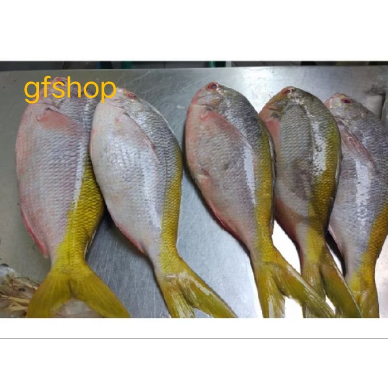 

Ikan Ekor Kuning Segar 500g-1000g (BUKAN FROZEN)