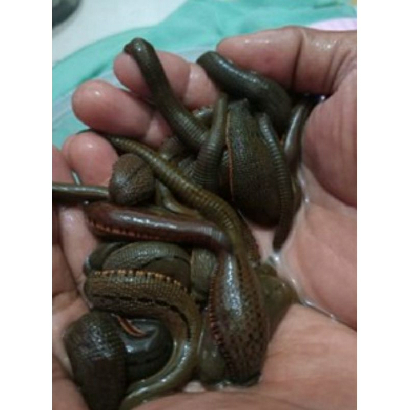 lintah terapi ukuran sedang dan besar