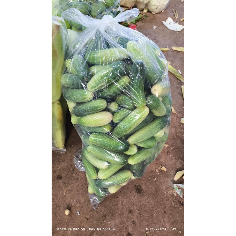 

Timun Lalap Kecil Fresh