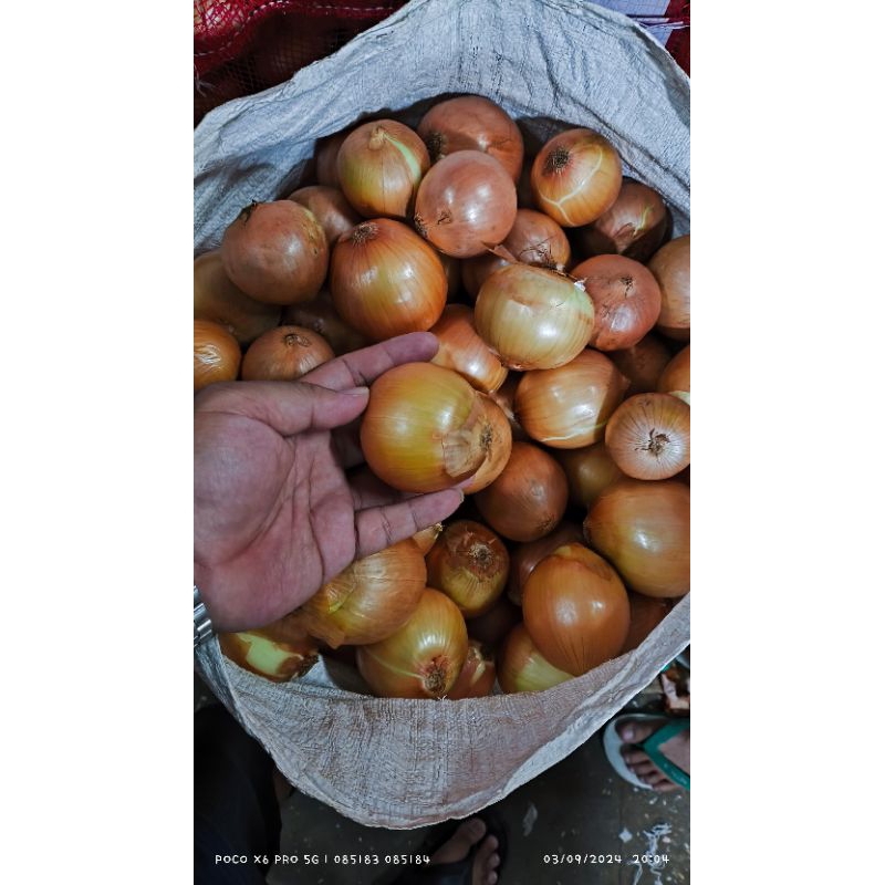 

Bawang Bombay 1KG