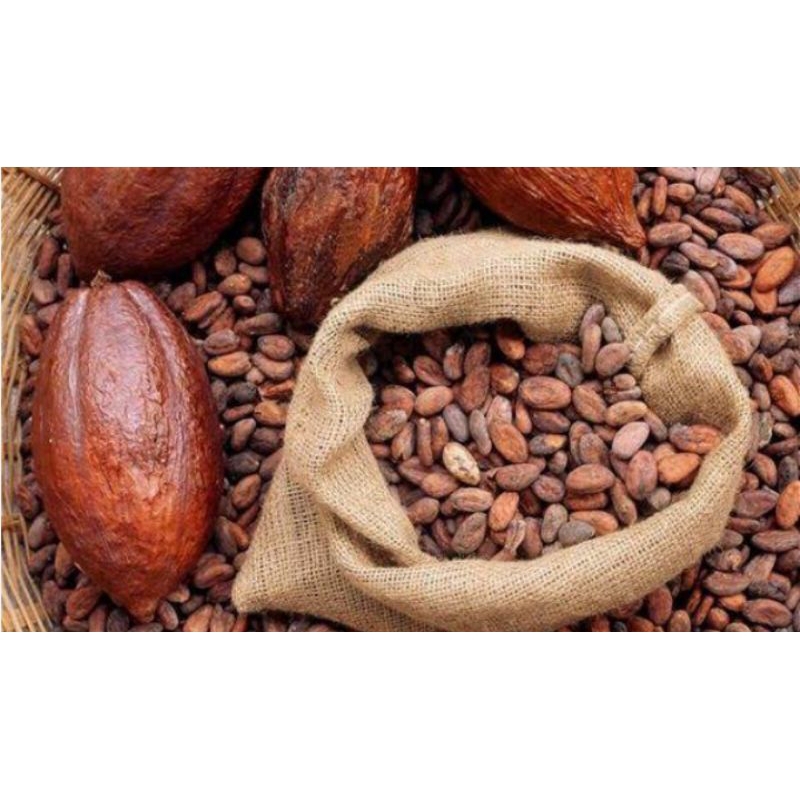 

Biji kakao kering-biji coklat unggul-bahan baku coklat 1kg