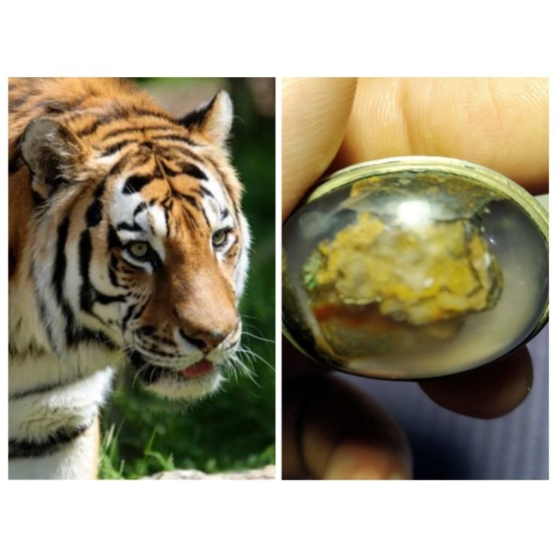 Batu Akik Motif Gambar Harimau Unik kode 15/320